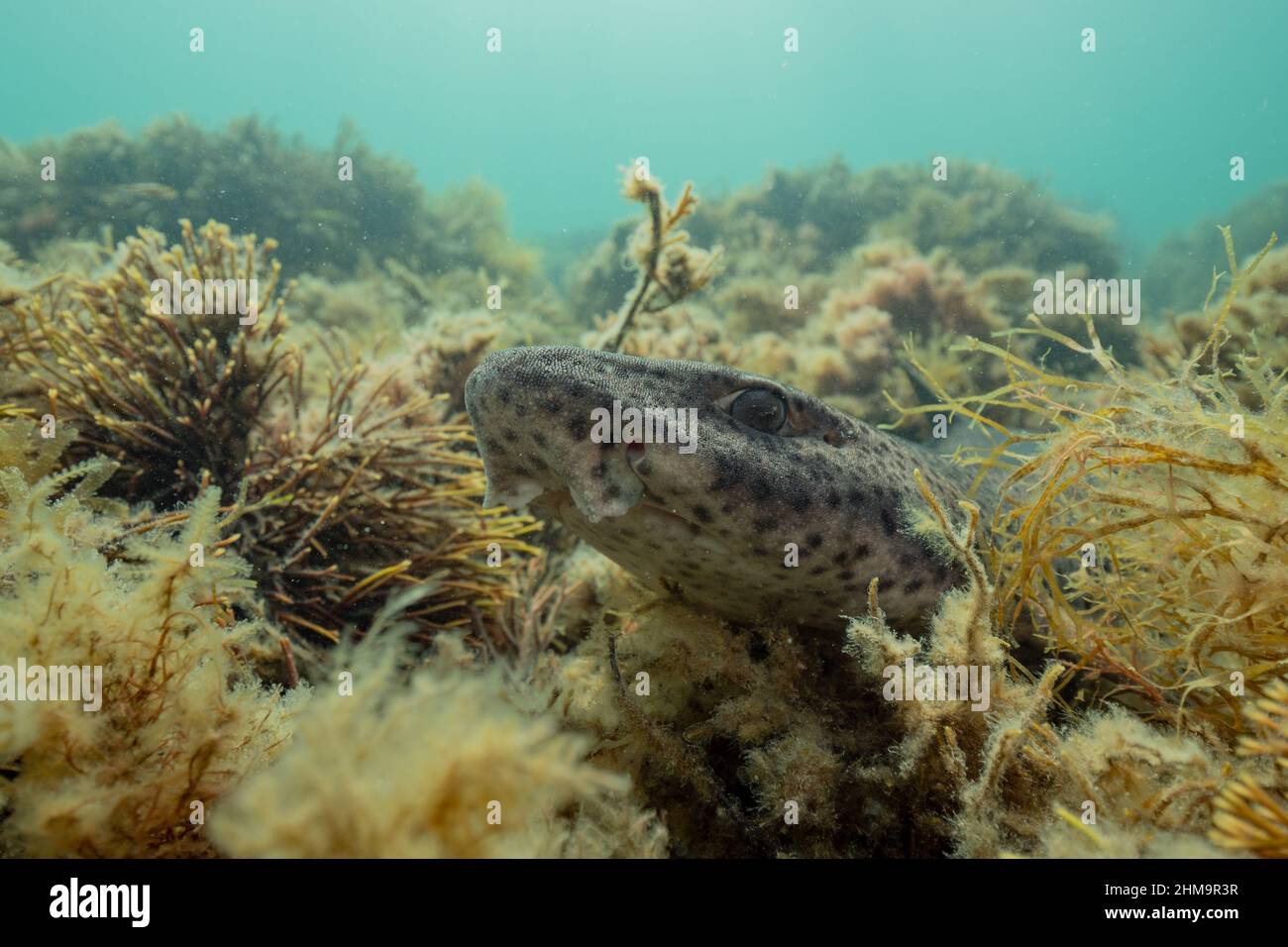 Noursedrier (Scyliorhinus stellaris) se reposer sur le récif, au pays de Galles Banque D'Images
