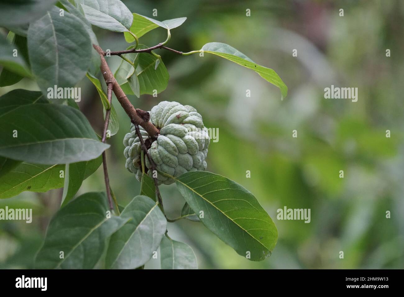 Annona squamosa (également appelée Srikaya) avec un fond naturel. Dans la médecine traditionnelle indienne, thaïlandaise et américaine, les feuilles sont utilisées comme médecine Banque D'Images