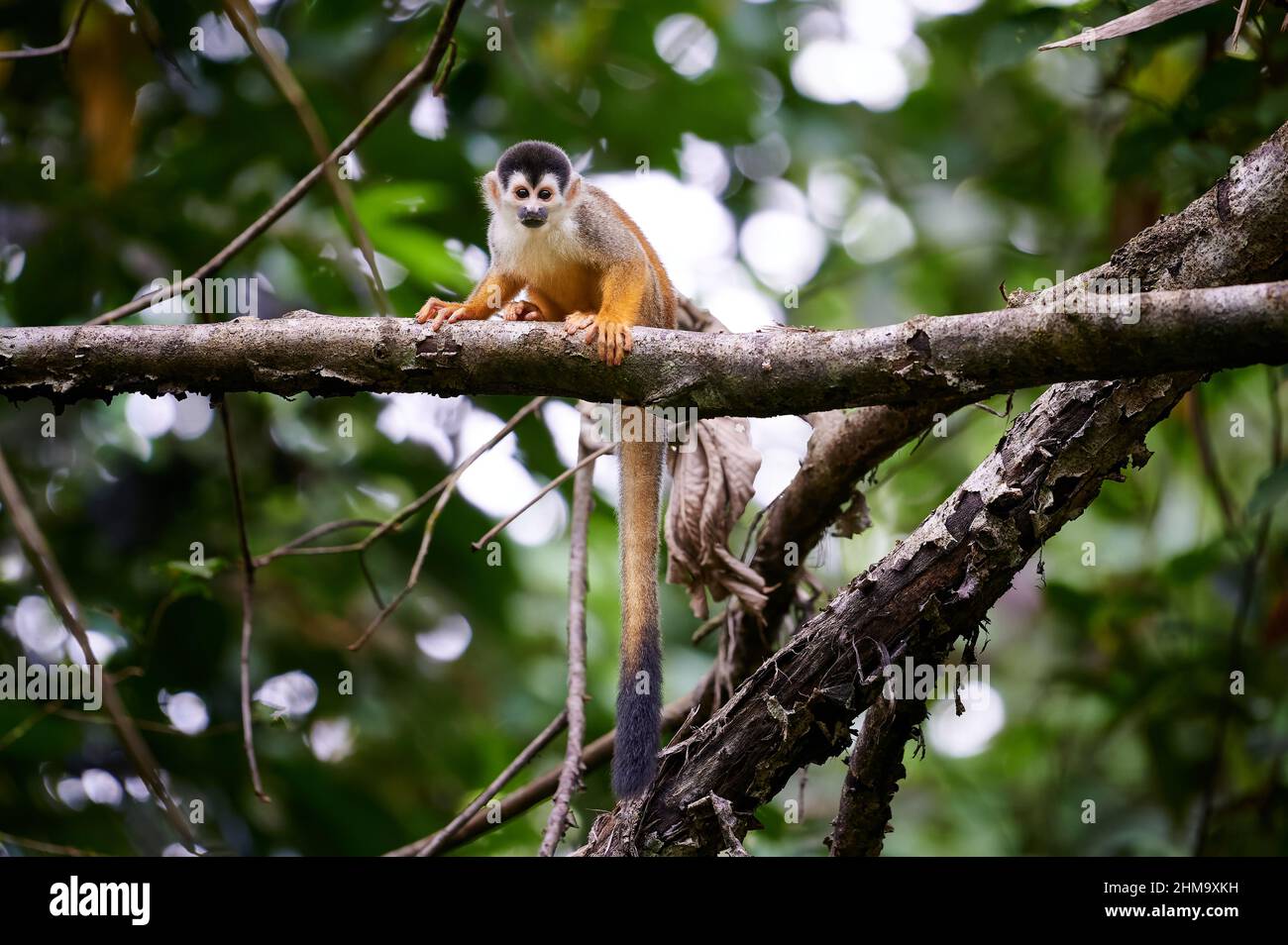 Singe écureuil d'Amérique centrale ou singe écureuil à dos rouge (Saimiri oerstedii), parc national du Corcovado, péninsule d'Osa, Costa Rica Banque D'Images