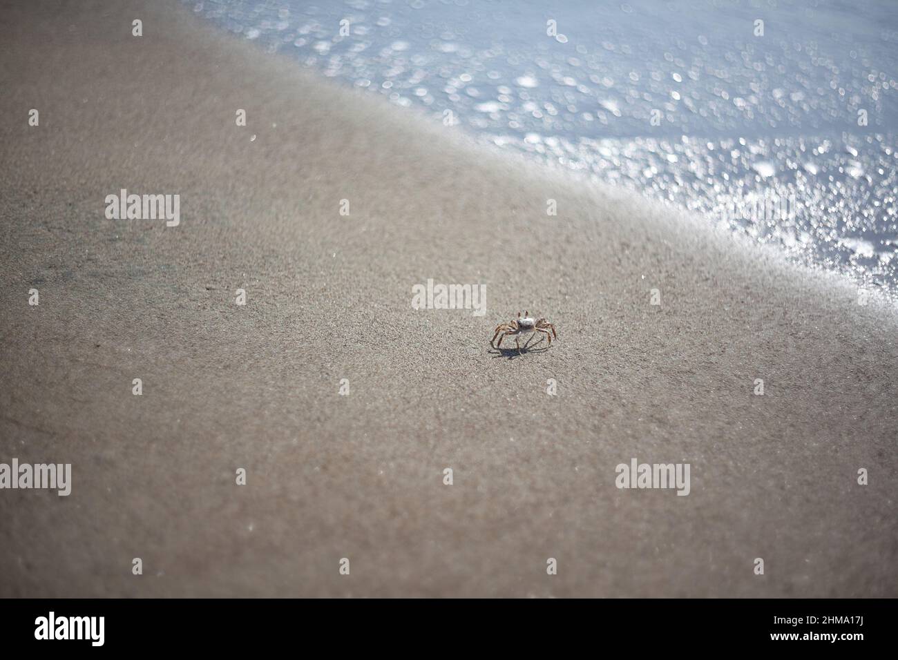 Gros plan du crabe sur le sable de la plage, vue rapprochée sur le crabe Banque D'Images