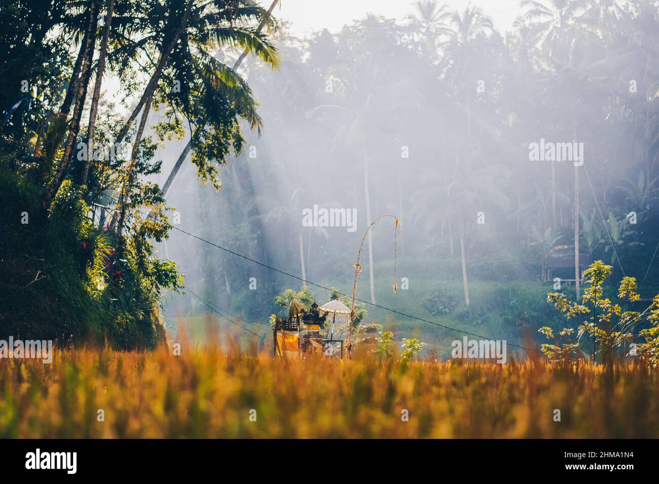 Paysage de grands palmiers qui grandissent parmi les plantations par temps ensoleillé en Indonésie Banque D'Images