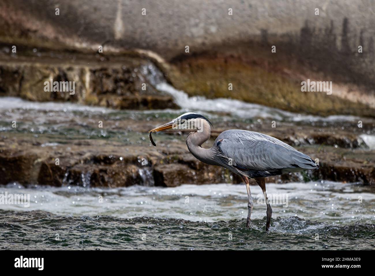Un grand héron bleu dans une petite rivière au Québec, Canada pêche. Il a attrapé un poisson dans son bec et se prépare maintenant au manger. Banque D'Images