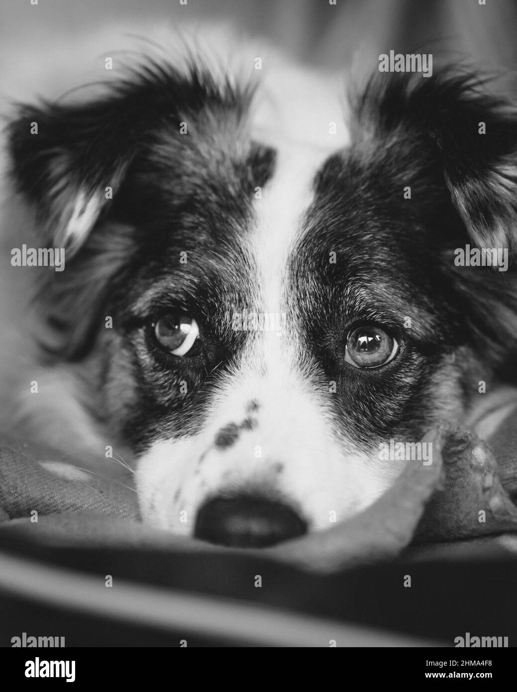 Border Collie chien assis dans une camionnette de camping pendant la route d'été en Cantabrie Banque D'Images