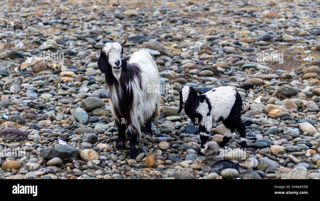 Pâturage de chèvre dans la nature Banque D'Images