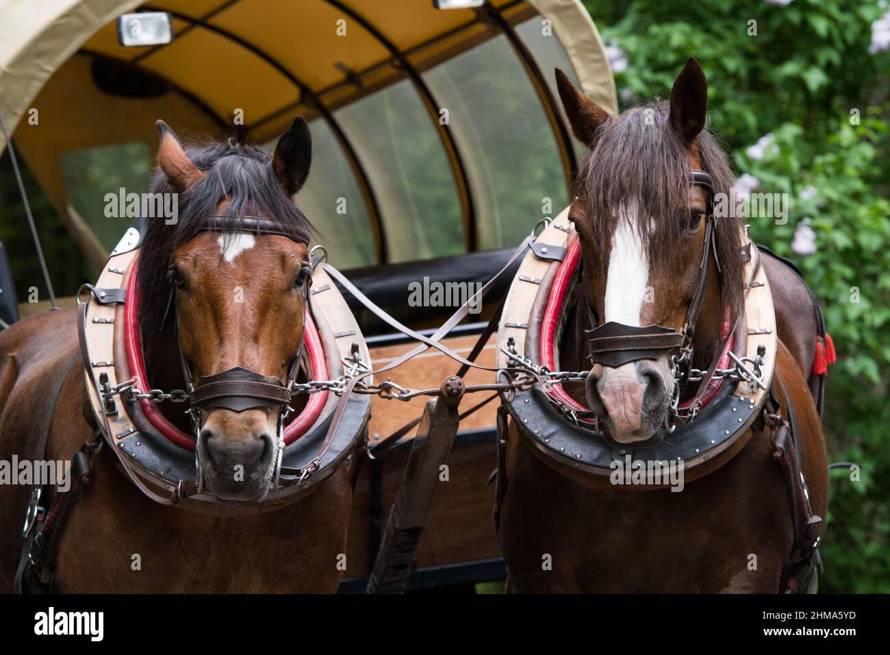 Excursion avec le chariot couvert Banque D'Images