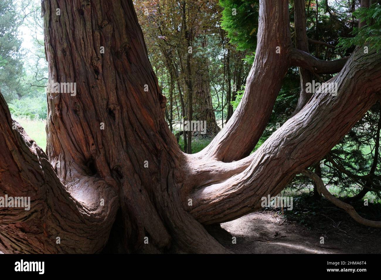 Arbres anciens, Westonbirt Banque D'Images