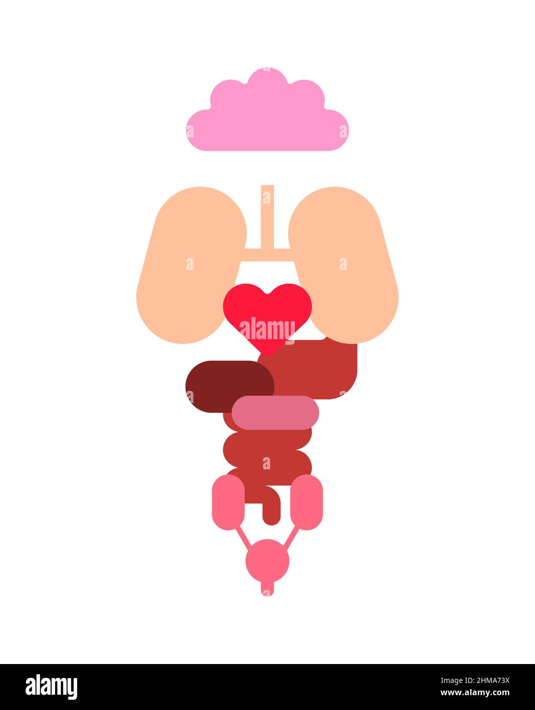 Organes internes forme simple. Illustration anatomique médicale vectorielle Illustration de Vecteur