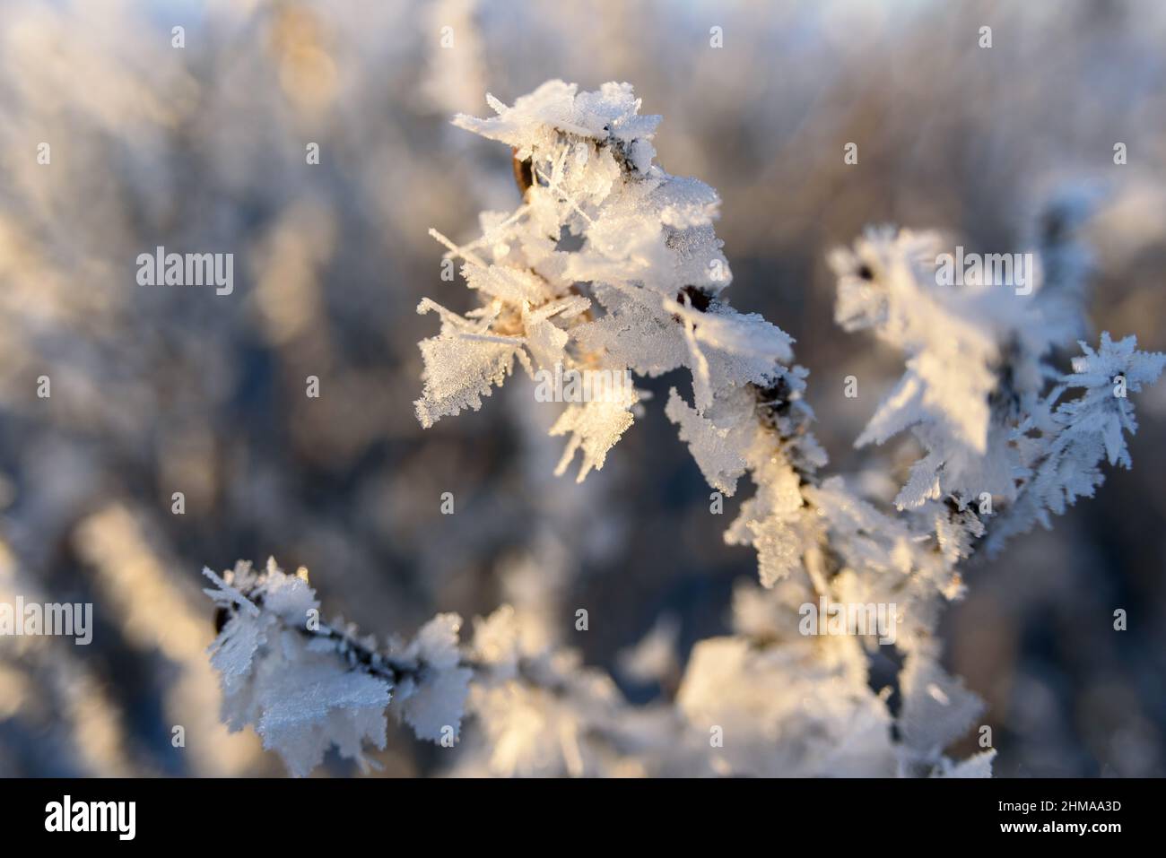 Branches d'arbre couvertes de gel avec lumière du coucher du soleil, macro Banque D'Images