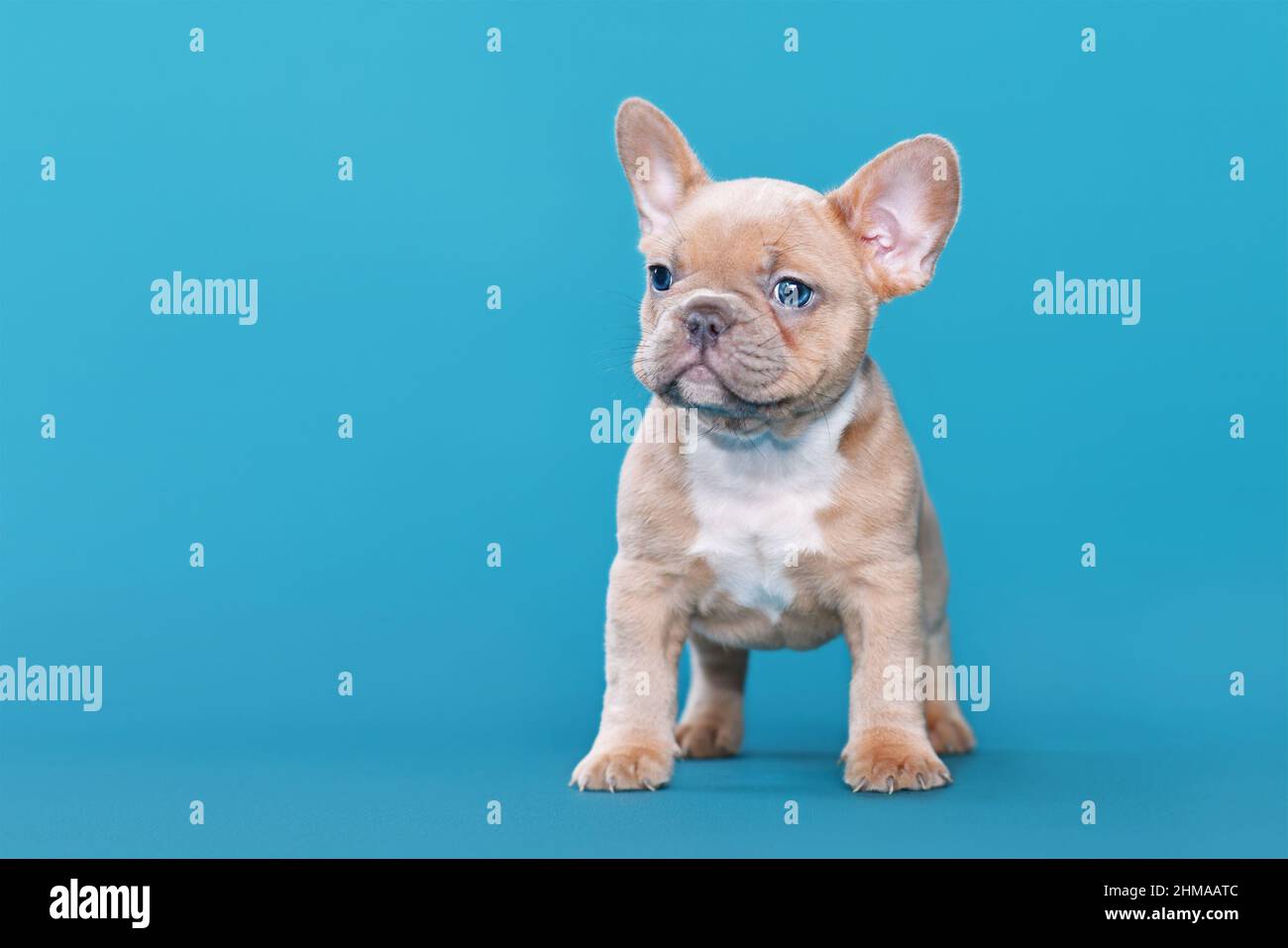 Rouge lilas fauve chien Bulldog chien chiot sur fond bleu Banque D'Images