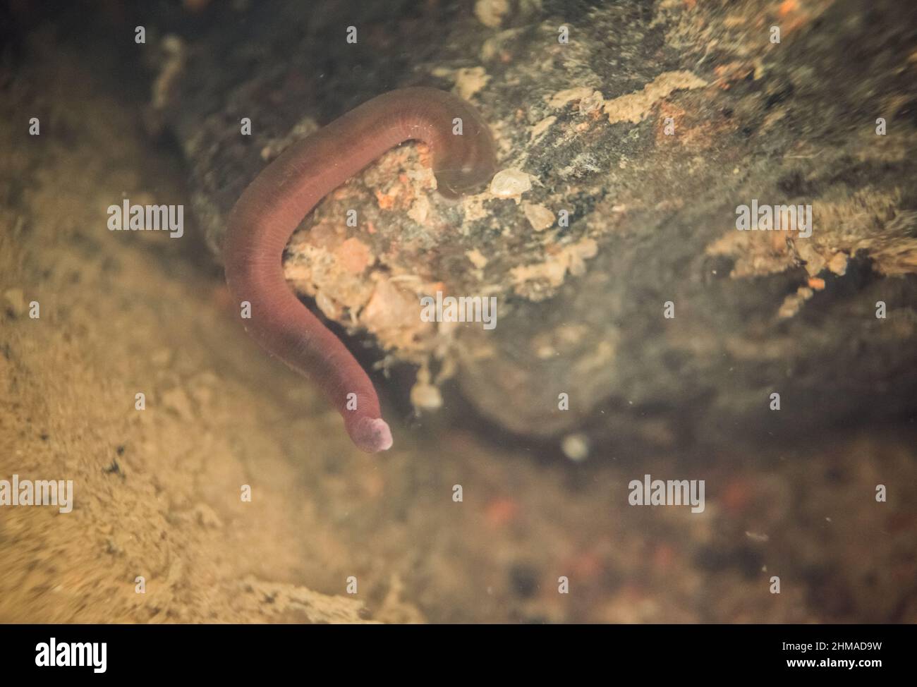 Mélèse d'eau douce (Dina lineata) au fond d'une rivière, Finlande sauvage Banque D'Images