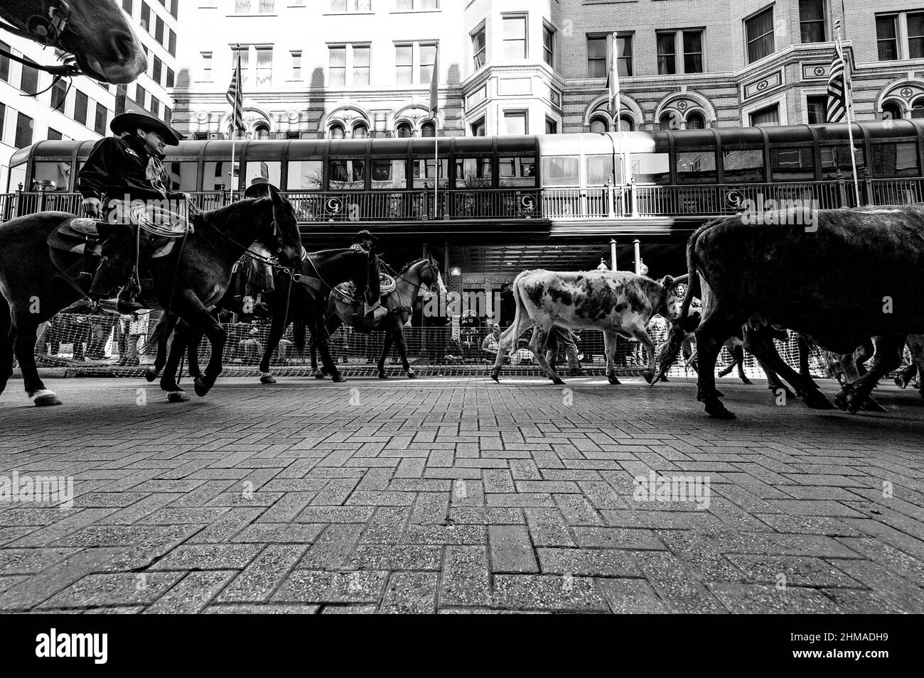 Photo en noir et blanc de l'entraînement de bétail de 2022 du patrimoine de l'Ouest de san antonio Banque D'Images