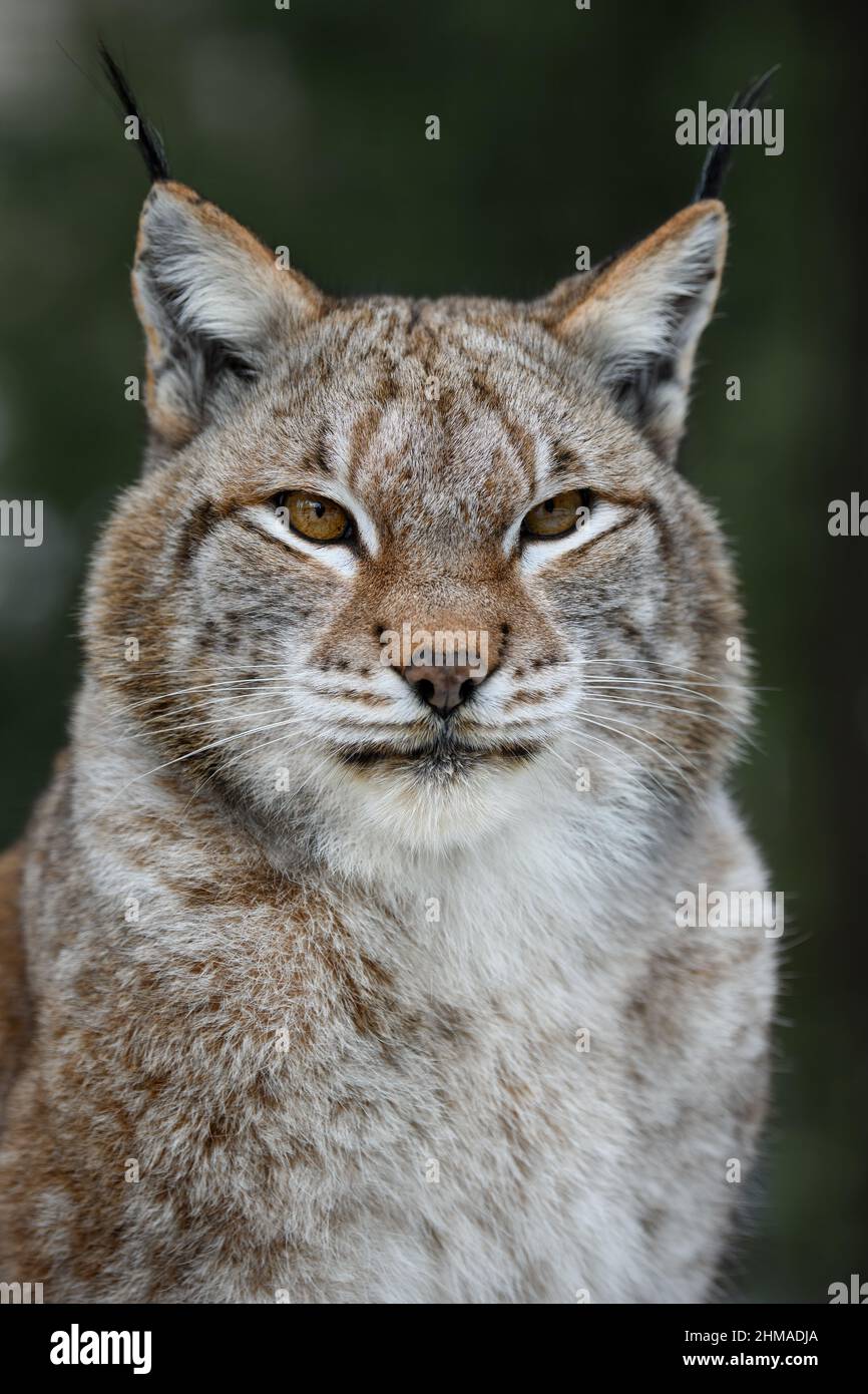 Portrait de Lynx en été. Scène sauvage de la nature. Animal sauvage dans l'habitat naturel Banque D'Images