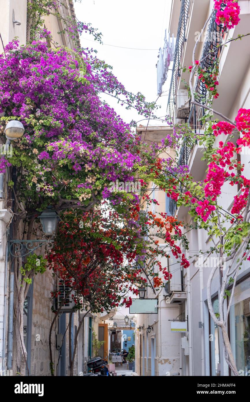 Grèce. L'île d'Ermoupolis Syros, la capitale des Cyclades, la rue étroite, l'architecture traditionnelle et la décoration des bâtiments de bougainvilliers pourpres Banque D'Images