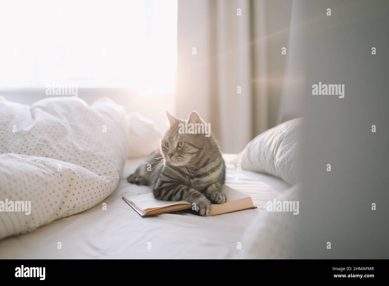 Drôle écossais droit tabby gris chat dans le lit à la maison. Chat — free download
