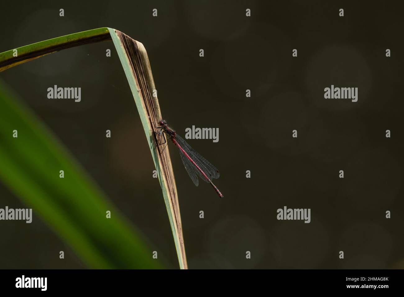Grande damselfly rouge avec fond sombre Banque D'Images