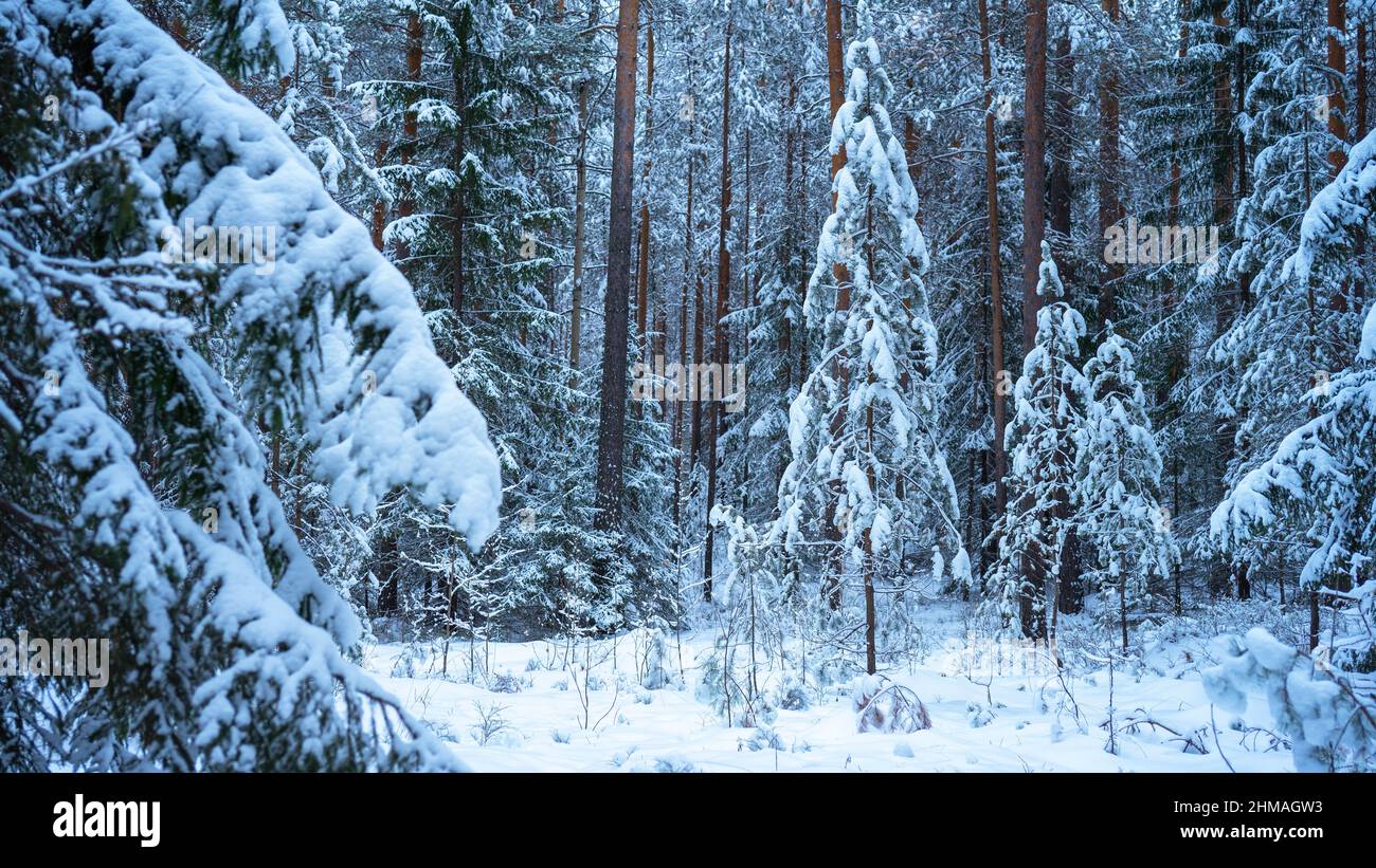 Jeunes pousses moelleuses couvertes de neige parmi les troncs de pins et de birches dans la forêt d'hiver, dans des tons bleu froid. Paysage d'hiver avec couverture de neige Banque D'Images