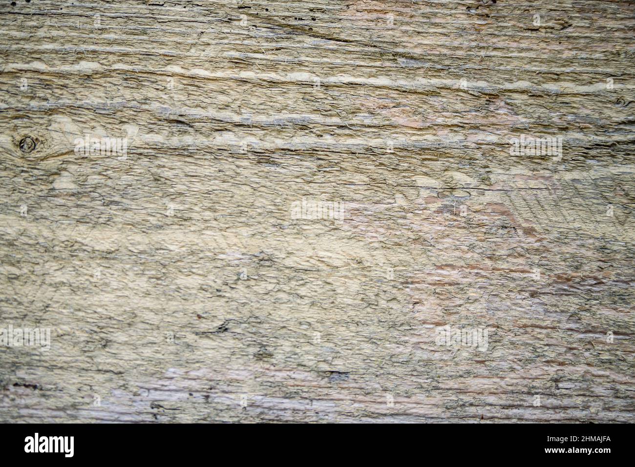 Texture de l'écorce de l'arbre. Arrière-plan en chêne. Ancien modèle de coffre. Gros plan sur une peau en bois rugueux. Le matériau de la bûche sèche présente une surface fissurée. Bois franc rustique abstrait timbe Banque D'Images