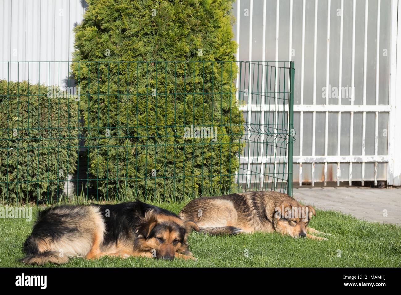 Les chiens errants se trouvent sur la pelouse près de la maison. Gros plan. Banque D'Images