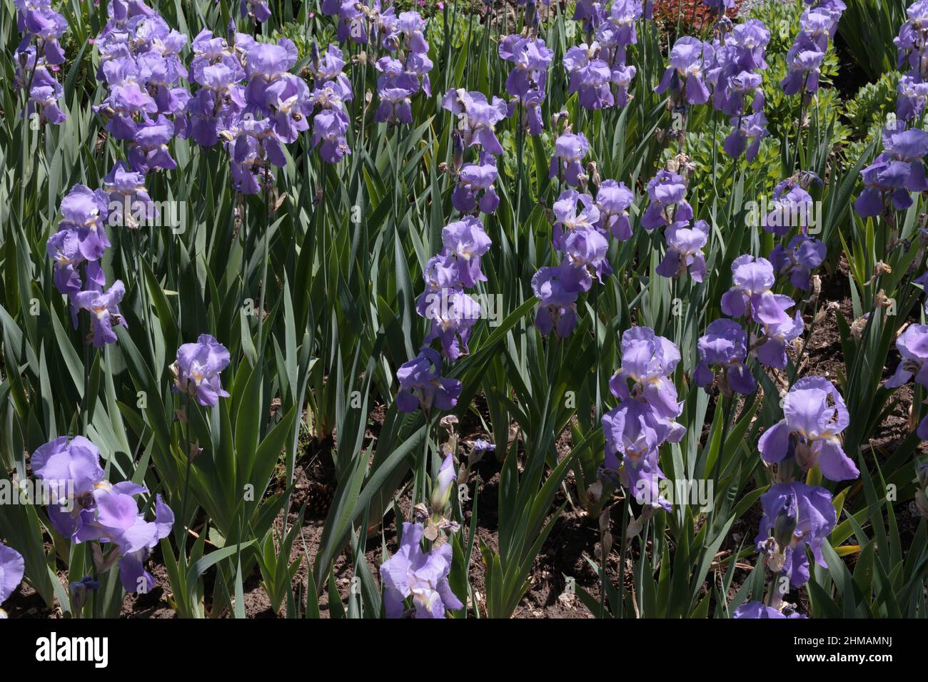 Délicates fleurs d'iris bleu sur un lit de fleurs. Gros plan. Banque D'Images