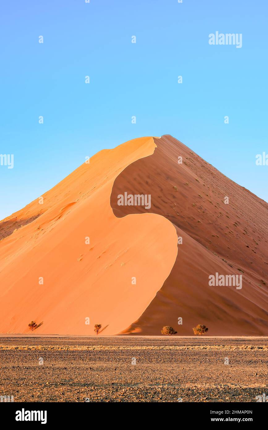 Dune 45 - juste une des nombreuses dunes de sable magnifiques et gigantesques qui bordent la périphérie de la route menant à Deadvlei et Sossusvlei, Namibie. Banque D'Images