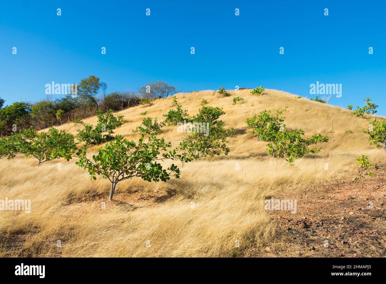 Jeunes arbres de noix de cajou sur une prairie vallonnée à Oeiras, État de Piaui (nord-est du Brésil) Banque D'Images