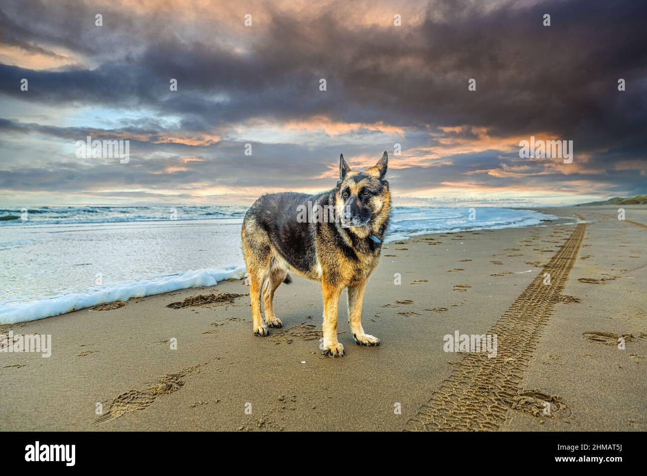 Berger allemand dans un paysage marin au coucher du soleil avec eau de mer coulant sur la plage sur un fond de nuages aux couleurs chaudes Banque D'Images