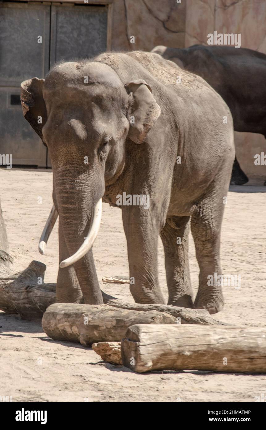 Un gros éléphant dans le zoo Banque D'Images