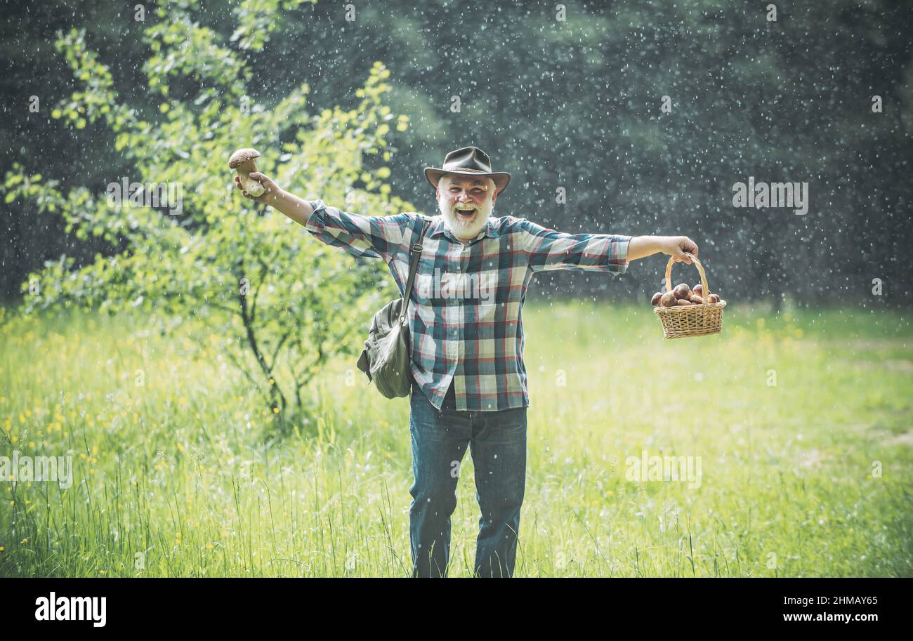 Pluie de champignons. Homme âgé collectant des champignons dans la forêt pluvieuse. Banque D'Images