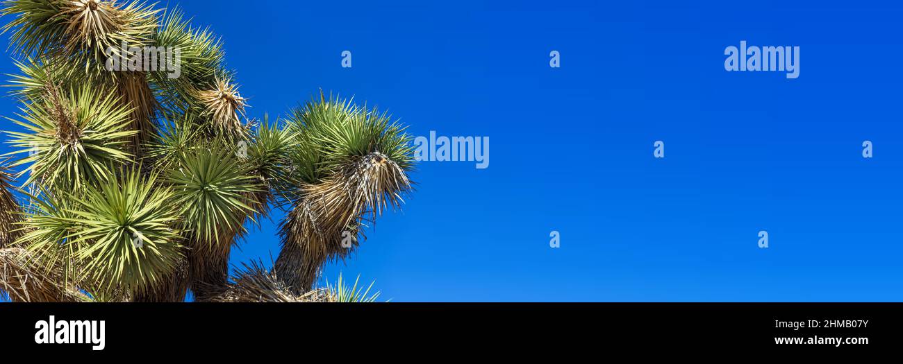 Vue rapprochée d'un Joshua Tree avec ciel bleu Banque D'Images