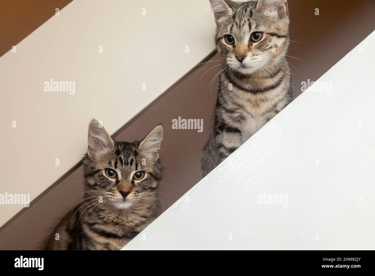 Deux chatons avec leurs têtes poking à travers les rails de la rampe d'escalier Banque D'Images