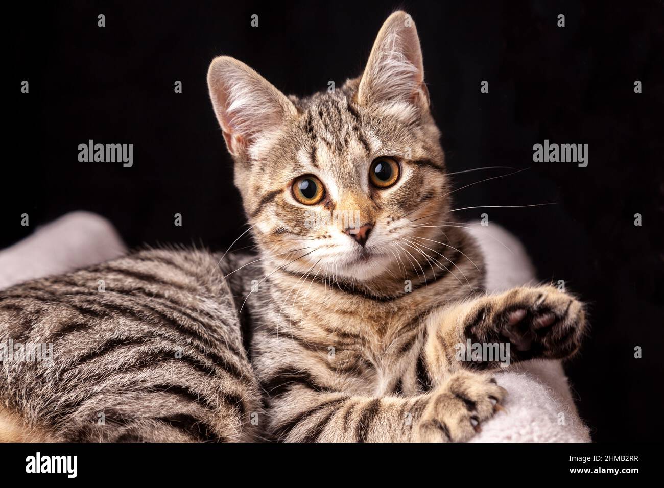 Portrait d'un joli chaton de six mois sur fond noir Banque D'Images