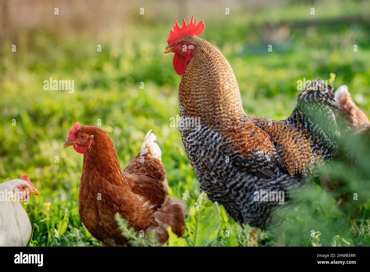 Coq entouré de happy poules dans la prairie Banque D'Images