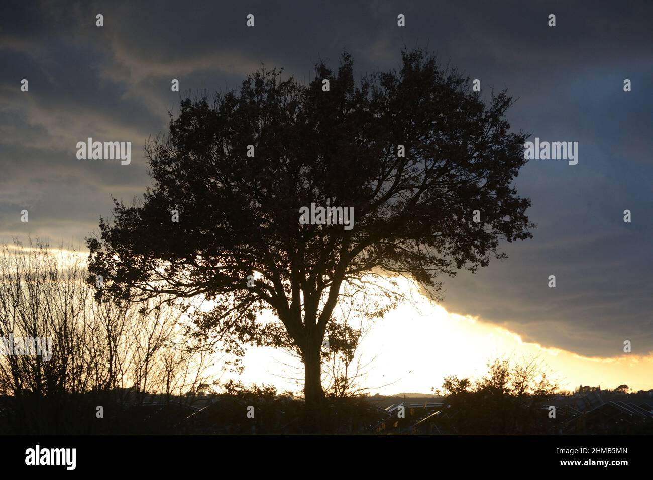 Photo de la silhouette de l'arbre, campagne. Coucher de soleil rural Banque D'Images