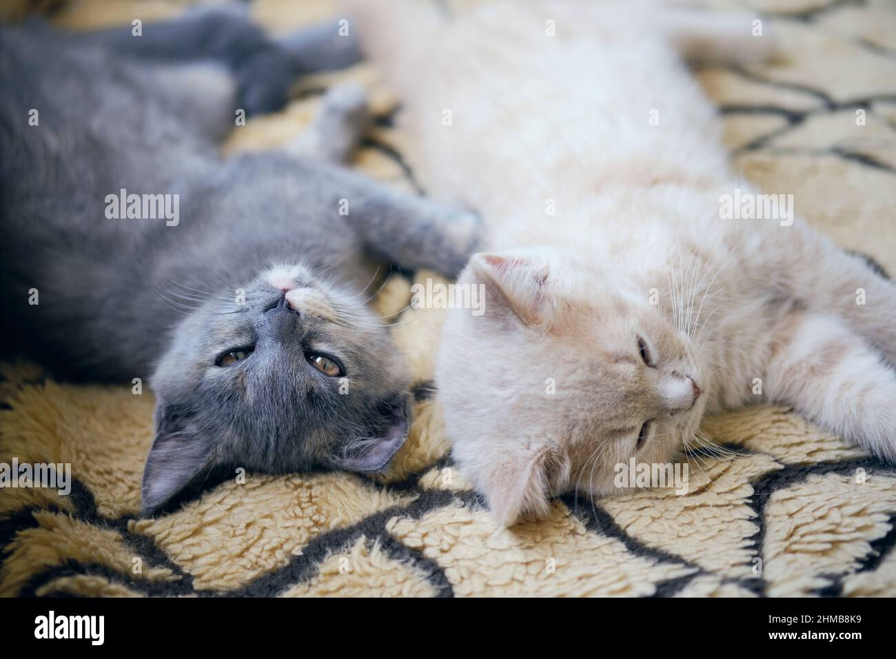 Gros plan de deux chats fatigués qui se sont mis sur la housse de lit Banque D'Images