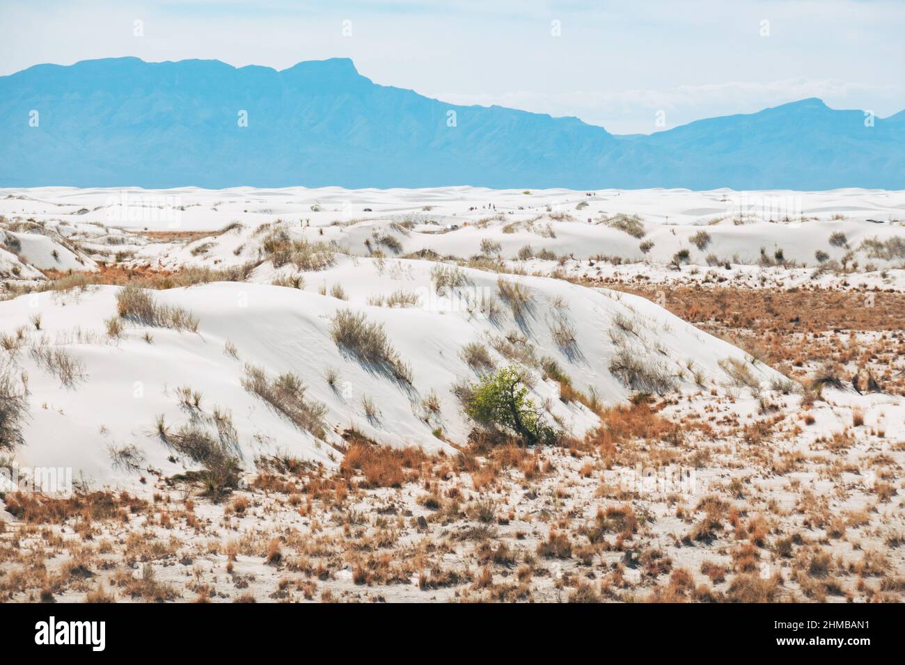 L'herbe de tussock traverse les dunes de sable de gypse du parc national de White Sands, au Nouveau-Mexique, aux États-Unis Banque D'Images