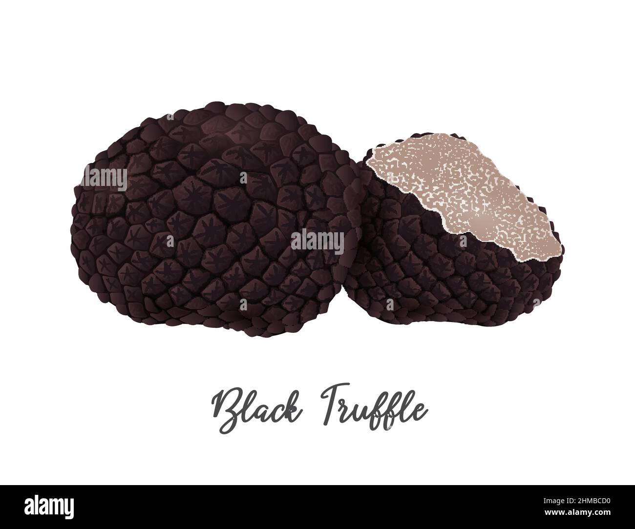 Mushroom à la truffe noire sur fond blanc, ingrédient alimentaire naturel, illustration vectorielle réaliste en gros plan Illustration de Vecteur