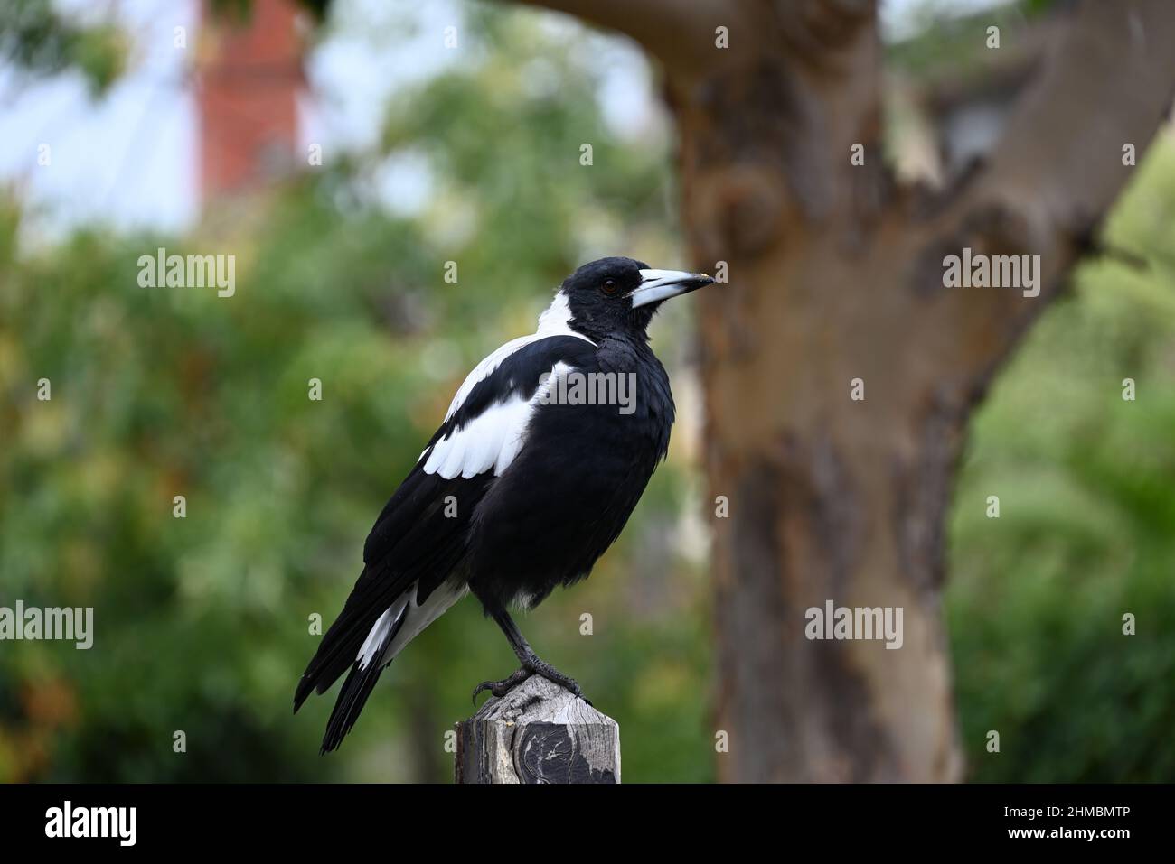 Magpie australienne perchée sur une clôture en bois tandis que des miettes de nourriture sont placées au-dessus de son bec Banque D'Images