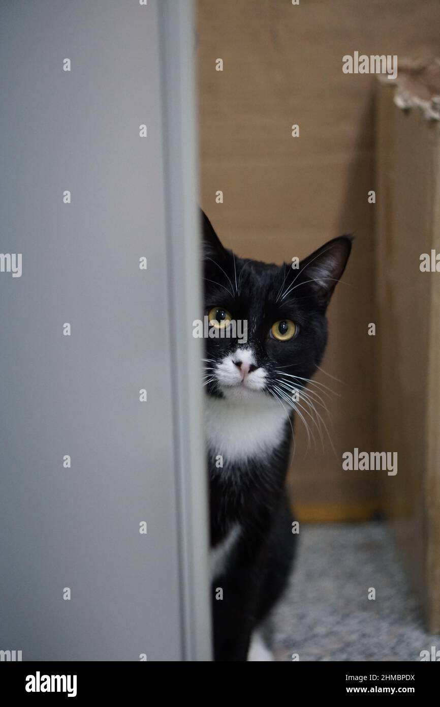 Chat Noir Avec Des Taches Blanches Qui Se Cachent Derriere La Porte Photo Stock Alamy