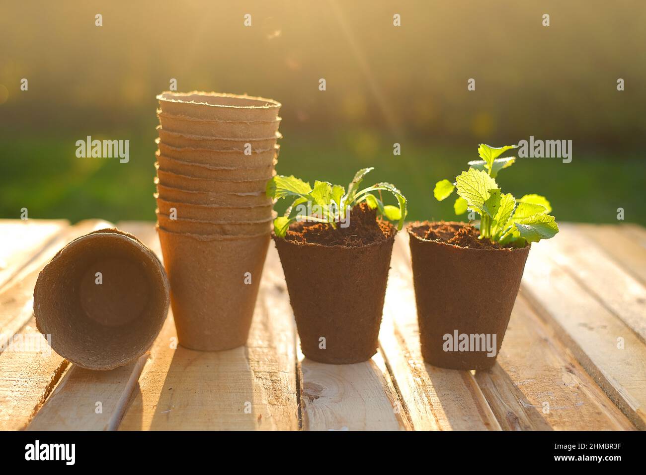 Plantules vertes en cupules de tourbe sur une table au soleil dans un jardin de printemps. Tourbières pour plantules.plantules en croissance. Matériel de plantation.Jardinage et Banque D'Images