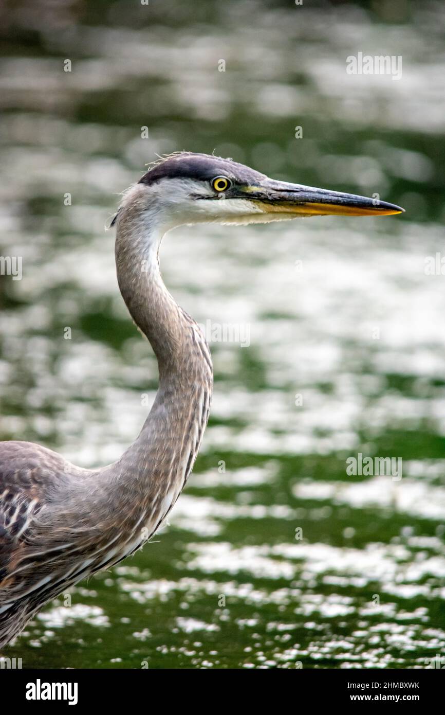 Un grand héron bleu à Québec, Canada Banque D'Images