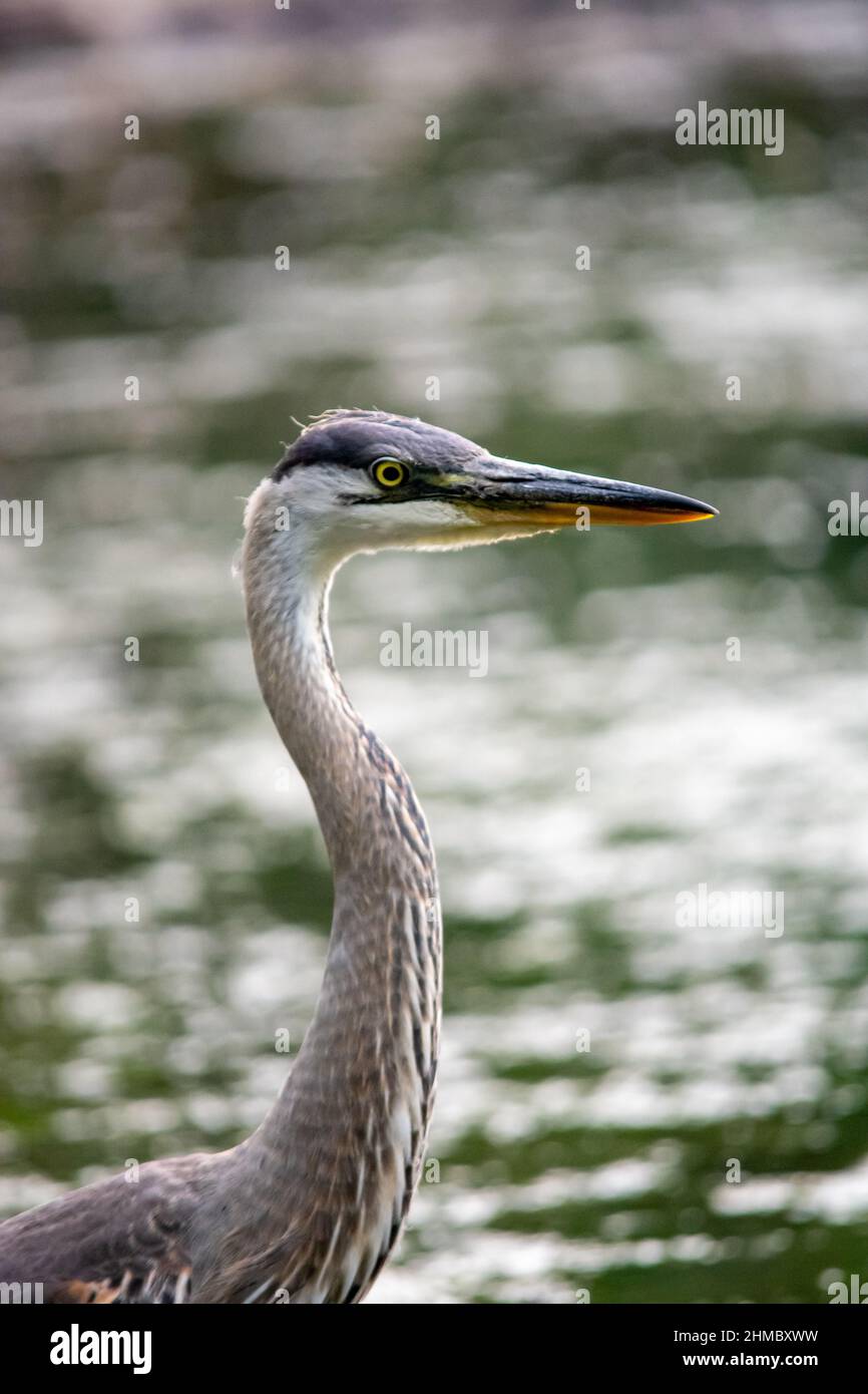 Un grand héron bleu à Québec, Canada Banque D'Images