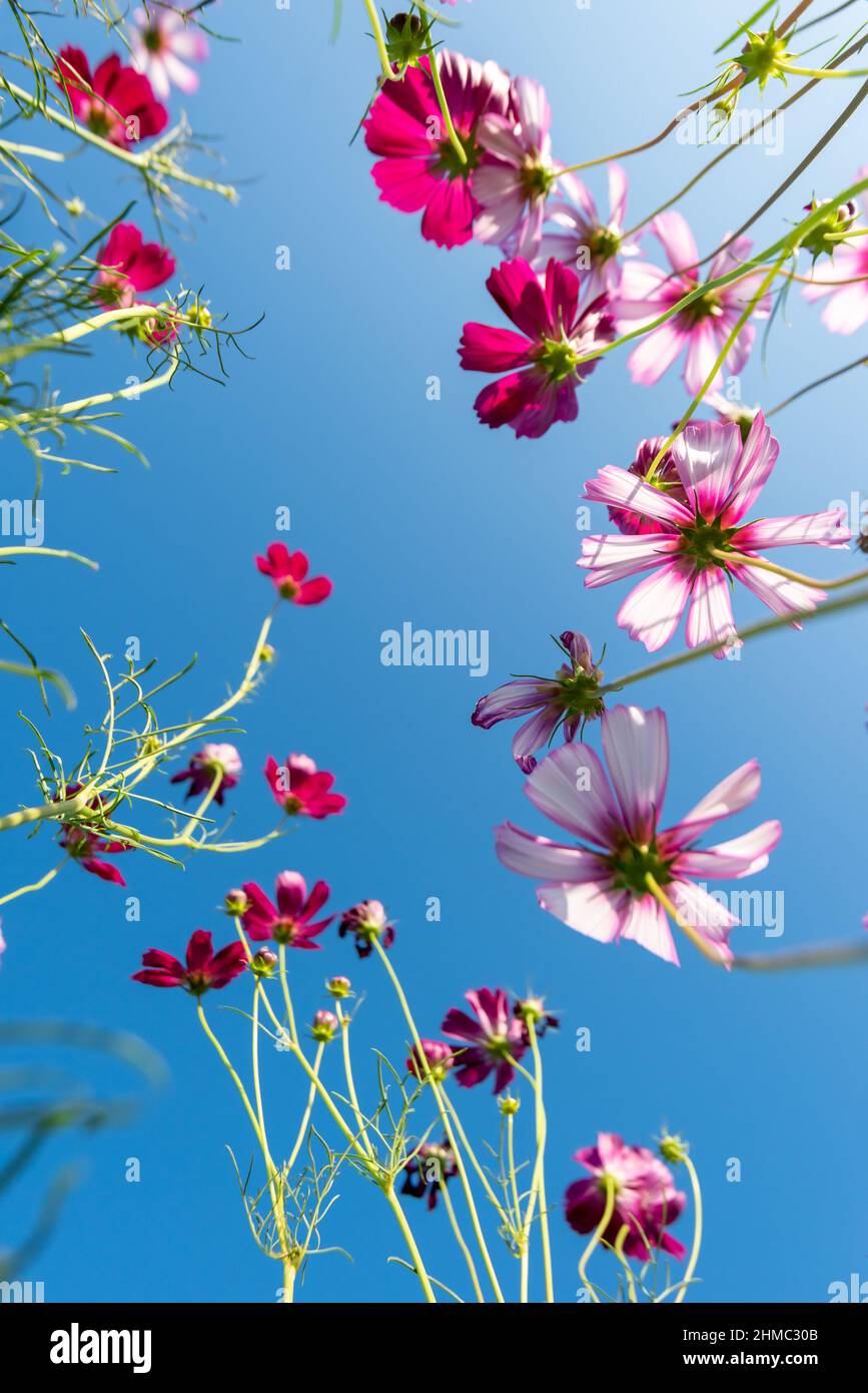 Gros plan Rose Sulphur Cosmos fleurs fleuries sur la plante de jardin dans  fond bleu ciel Photo Stock - Alamy