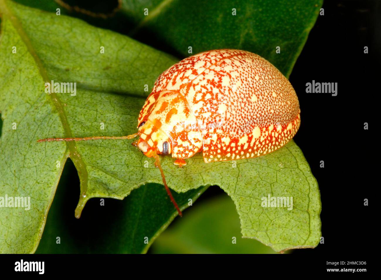Variole Paropsine Beetle, Paropsis variolosa. Également connu sous le nom de betterave à feuilles de tortue, coléoptère de chrysomélide ou coléoptère d'eucalyptus. Coffs Harbour, Nouvelle-Galles du Sud, Australie Banque D'Images