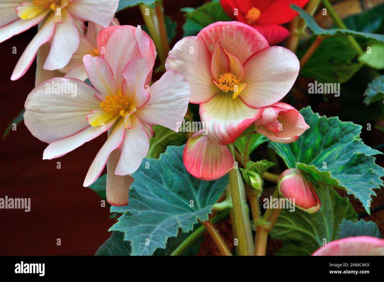 Begonia Tuberhybrida blanc tendre fleurs roses, gros plan - fond floral.Fleurs lumineuses de la begonia tubéreuse - floriculture, culture de plantes, ga Banque D'Images