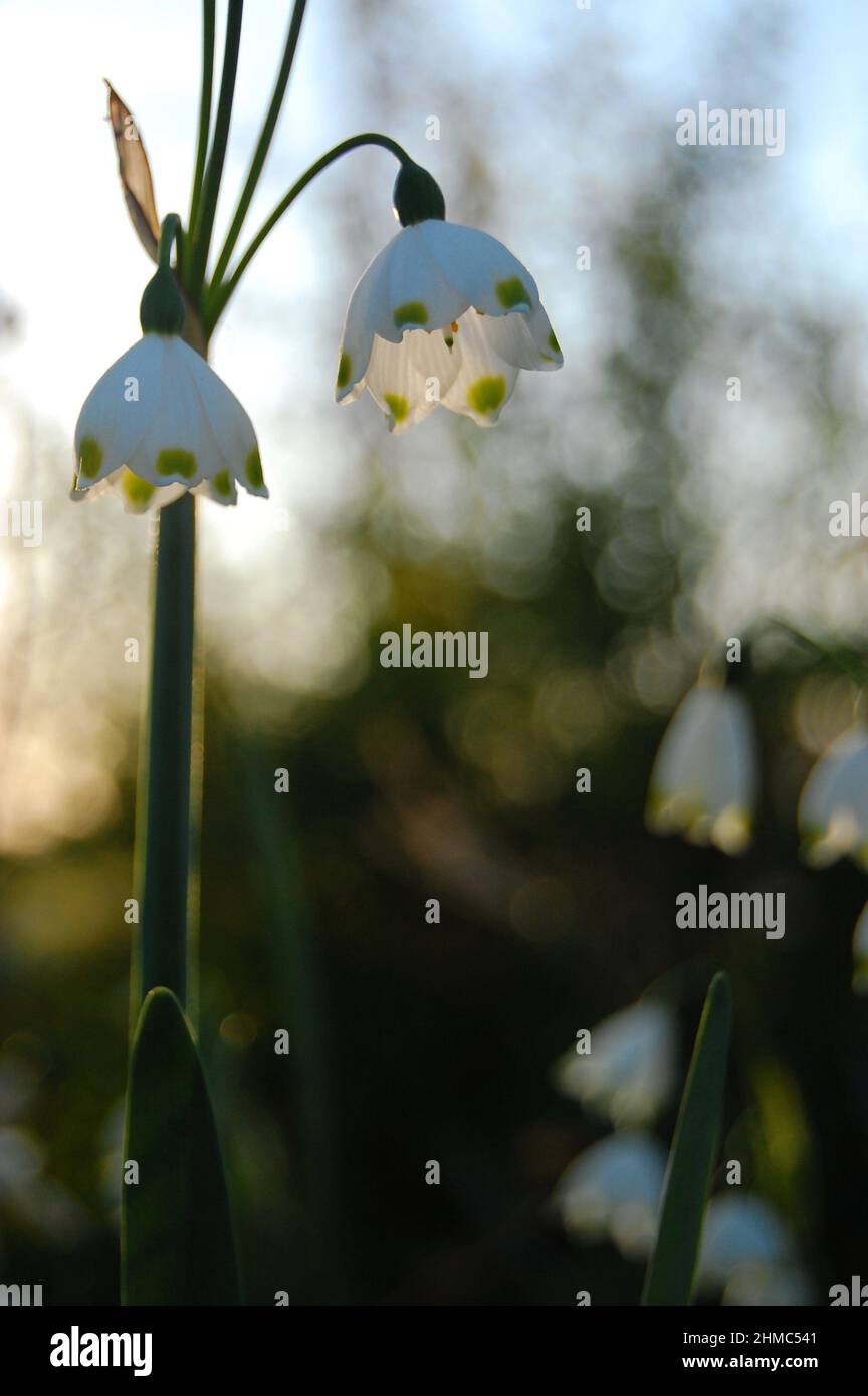 Photo de fleur avec mise au point sélective verticale Banque D'Images
