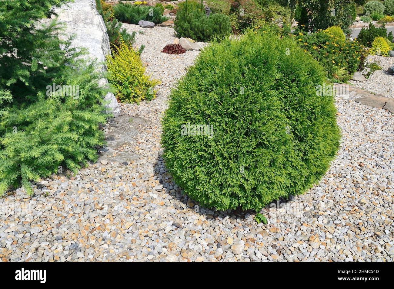 Thuja occidentalis 'danica', arborvitae de l'est - conifères ververts sphériques nains dans un jardin de conifères rocheux. Belle plante ornementale de conifères Banque D'Images