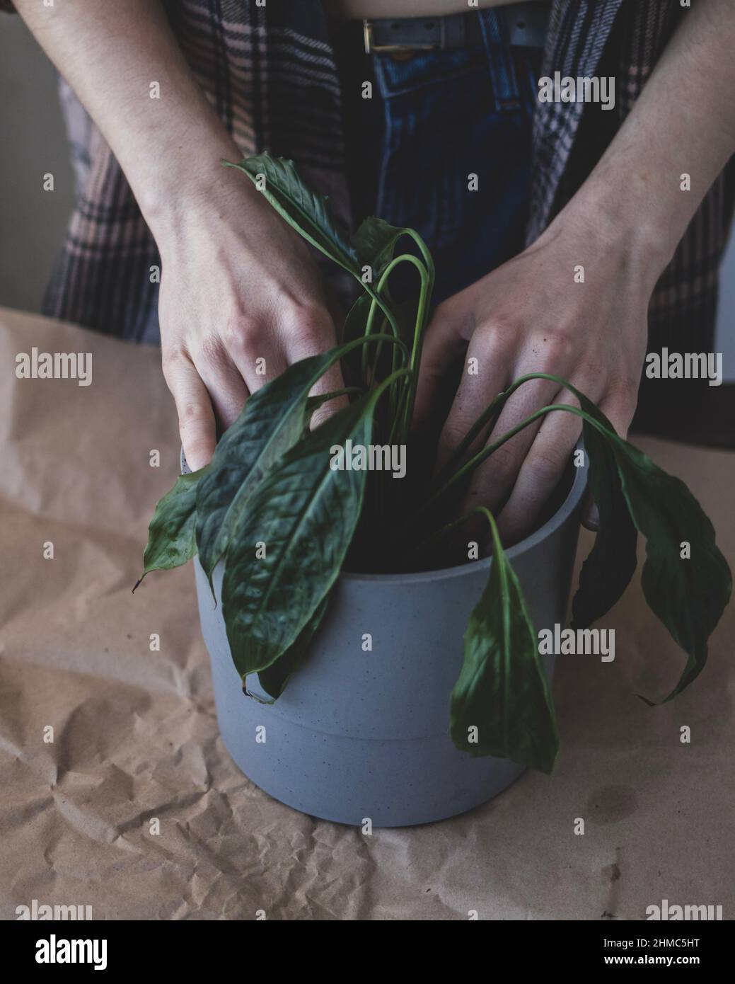 Au printemps, une jeune femme replante une plante à la maison dans un nouveau pot Banque D'Images