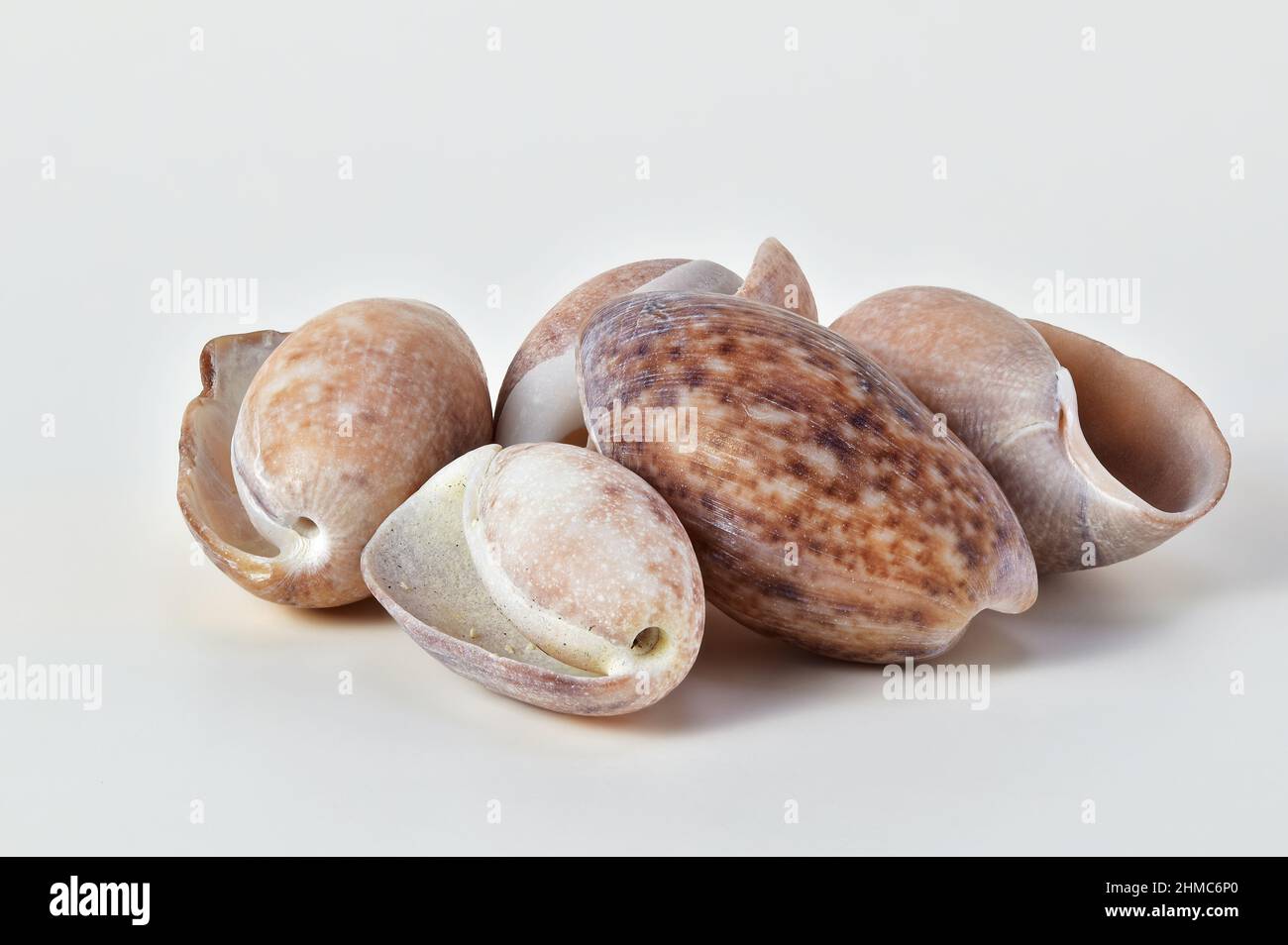 Collection de coquillages à bulles (Cephalapidea) sur fond blanc, espace texte, souvenir de voyage ou cadeau de décoration Banque D'Images