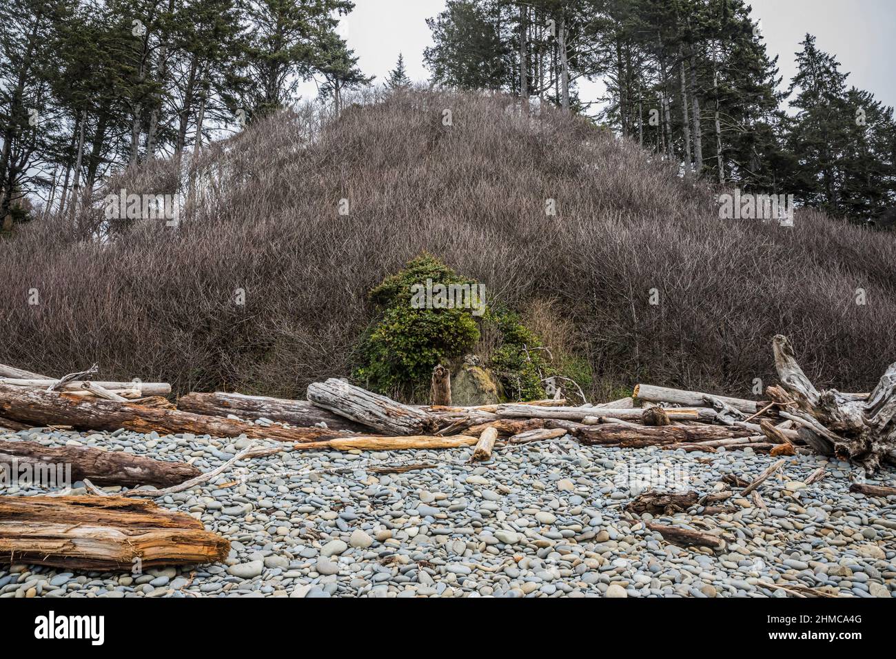 Vue sur la plage rocheuse, le bois flotté et le saule épaissis au-dessus de Ruby Beach, Washington, côte olympique, États-Unis. Banque D'Images