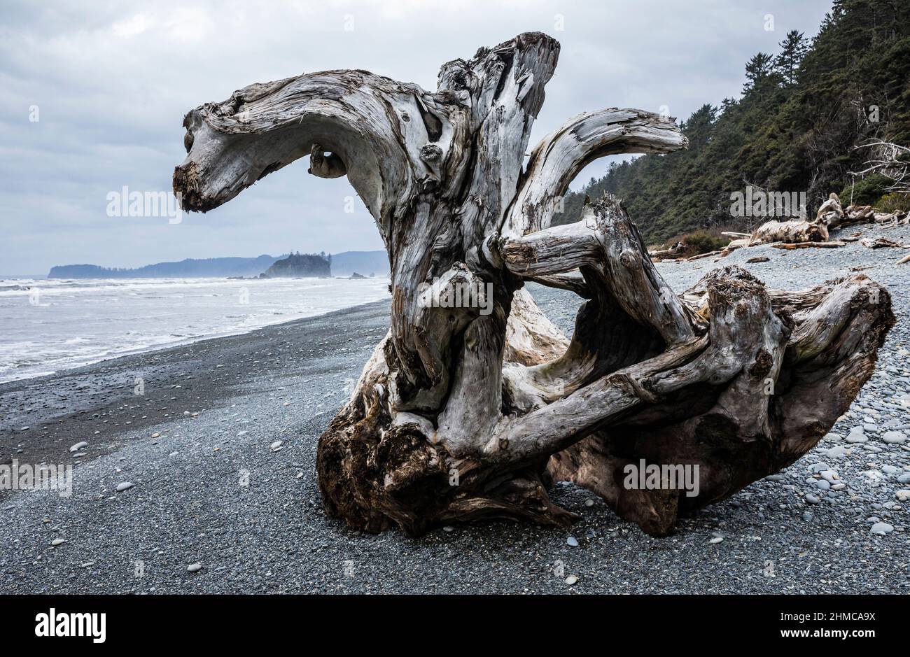 Driftwood sur Ruby Beach, côte de Washington, États-Unis. Banque D'Images